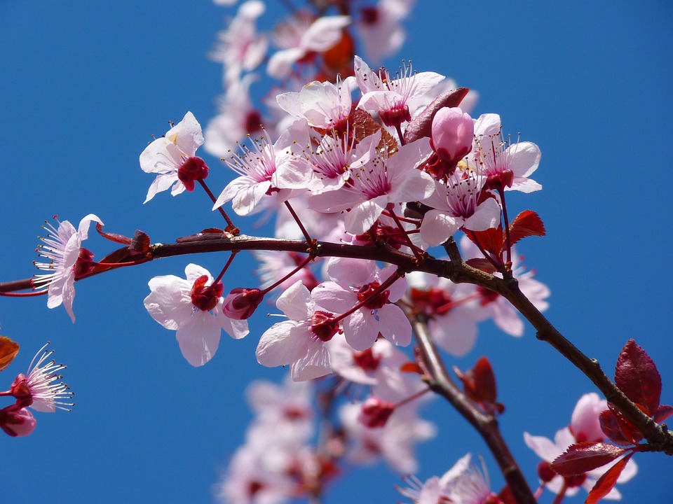 Free Tree Flowers photo and picture